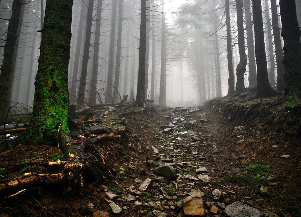 way, stones, forest, the fog, mountains, trees, trail, beskids, on the trail, hiking, rocky road, trouble, effort, sadness, silence, nature, objective, foggy, striving